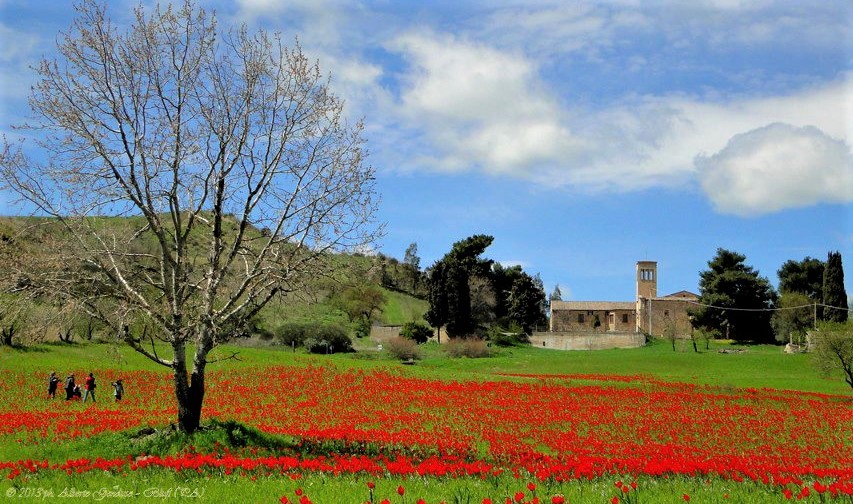 I tulipani di Blufi unesplosione di colori in Sicilia 1