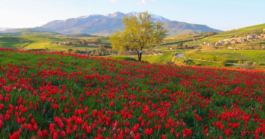 I tulipani di Blufi unesplosione di colori in Sicilia 2