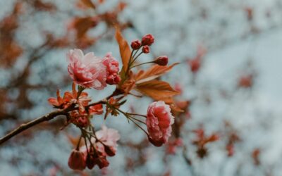 The winter of flowers