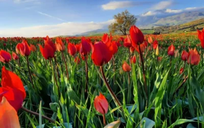 I tulipani di Blufi: un’esplosione di colori in Sicilia